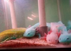 恐龍魚吃什么長的快，六角恐龍魚認主人嗎