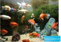 養魚養幾條好，養不同數目的魚有不同寓意