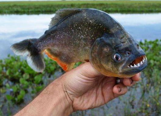食人鯧和鯧魚的區別，為什么不能遺棄在自然水域