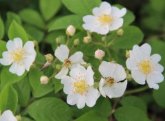 最香的花是什么花，瑞香花花語及代表意義