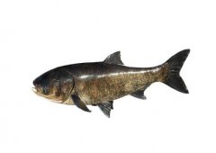 淡水魚是發物嗎，淡水魚為什么魚刺多