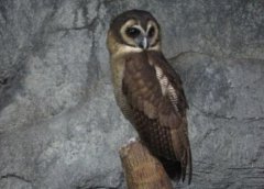 日睡夜行動物是什么生肖，夜行動物有什么動物