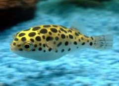 潛水艇魚能用淡水養嗎，潛水艇魚會鼓起來裝死嗎