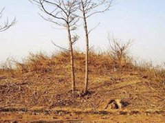 呂布墓真的的出土了嗎，呂布墓為什么沒有人敢盜