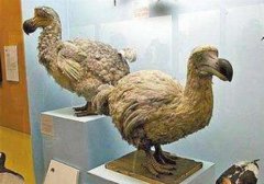 渡渡鳥滅絕的原因，渡渡鳥能否被克隆