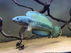 雷龍魚是冷水魚么，雷龍魚為什么跳缸