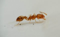 食人蟻真的存在嗎，食人蟻會吃人嗎