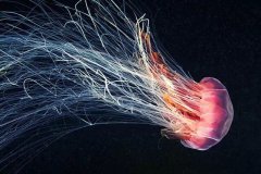深海生物為什么不怕水壓，卻不能在淺海生存