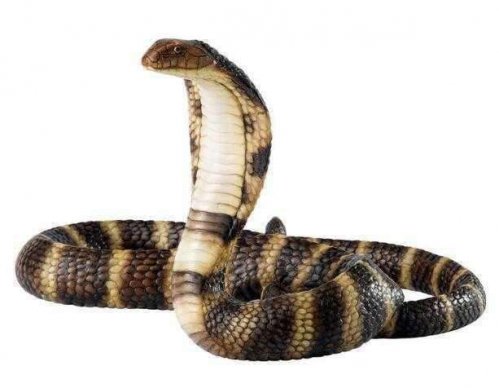眼鏡王蛇和眼鏡蛇的區別，被這種毒蛇咬了有救嗎