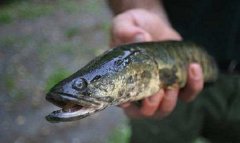 蛇頭魚是不是黑魚，蛇頭魚在中國叫什么魚