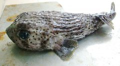 老虎魚多少錢一斤，老虎魚有毒嗎
