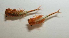 豐年蝦卵能直接喂魚嗎