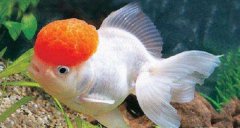冷水魚有哪些品種，冷水魚什么品種最漂亮