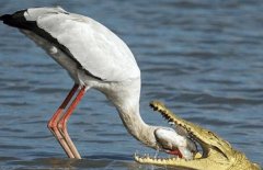 牙簽鳥是什么，牙簽鳥居然被鱷魚吃掉了