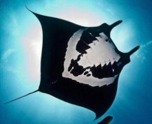 魔鬼魚和鰩魚的區別，魔鬼魚多少錢一斤