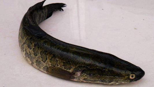 為什么說黑魚通靈性 黑魚粘液是否必須去除