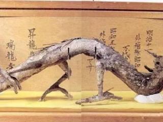 日本的龍標本