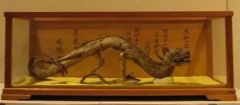 日本的龍標本