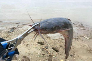埃及魚能吃嗎