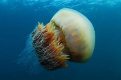 埃及魚能吃嗎