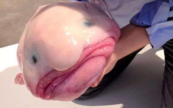世界上最丑的魚，水滴魚渾身都是脂肪