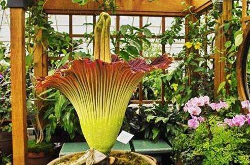 世界上最臭的花，尸香魔芋花太臭了戴防毒面具也沒用