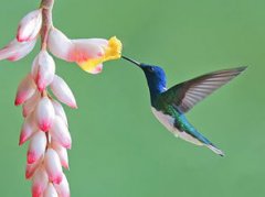 蜂鳥鷹蛾多少錢一只