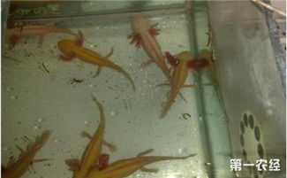 六角龍魚吃什么