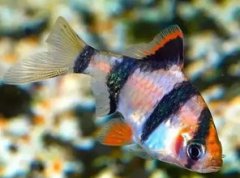 什么屬相不能養龍魚