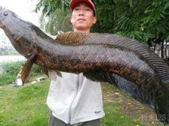 夢見黑魚什么意思