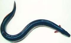 鰻魚怎么讀