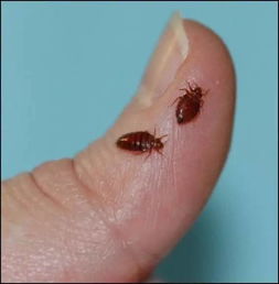 家里為什么突然有床虱