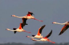 火烈鳥會飛嗎