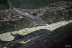里海有鯊魚嗎