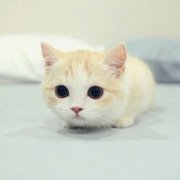 荷蘭豬認主人嗎