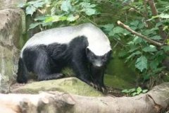 蜜獾能殺死5米長巨蟒嗎