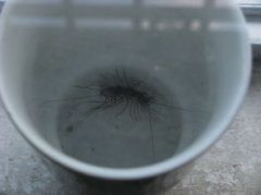馬陸蟲有毒嗎