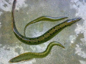 刀鰍魚有毒嗎