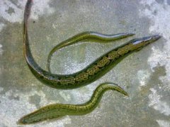 刀鰍魚有毒嗎