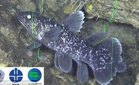 腔棘魚滅絕了嗎