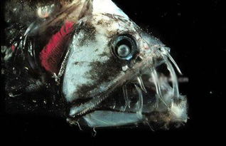 腔棘魚滅絕了嗎