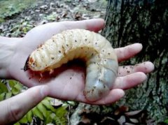 蠱蟲怎樣進入人體