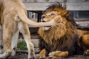 獅子會是什么組織合法嗎