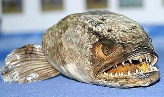 蛇頭魚是不是黑魚