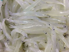 鰣魚是海魚還是淡水魚