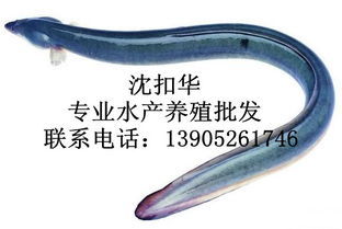 鰣魚是海魚還是淡水魚