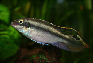 鰣魚是海魚還是淡水魚