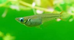 食蚊魚怎么養