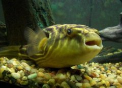 斑馬狗頭魚怎么養