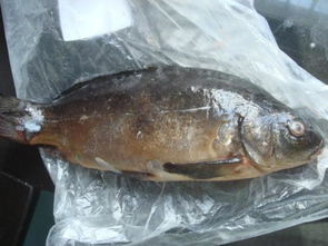鯛魚是海魚還是淡水魚